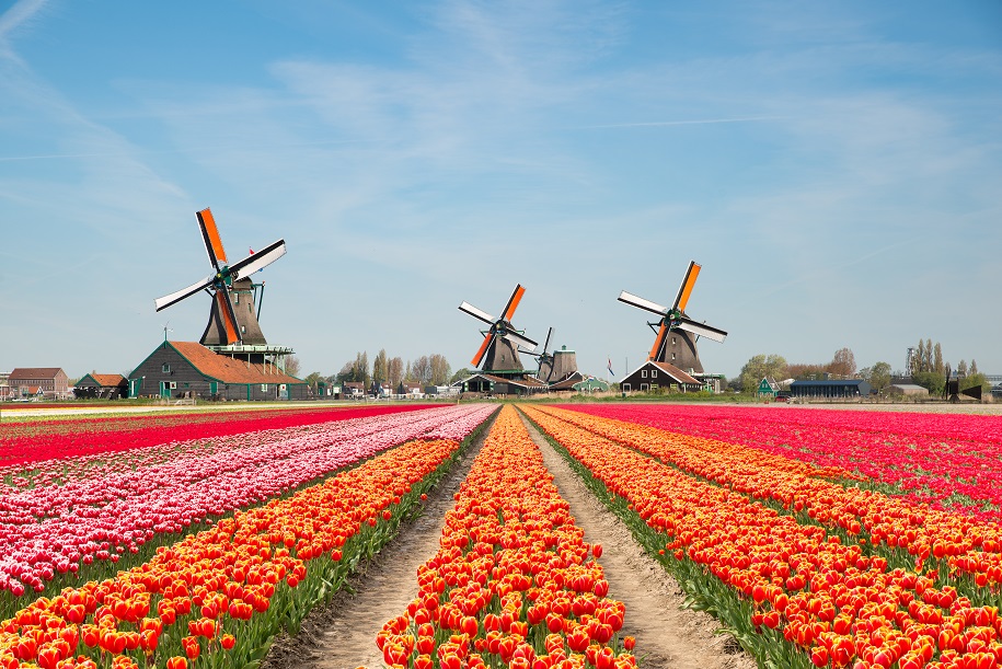 봄이 온다! 피어라 튤립, 네덜란드 튤립 축제
