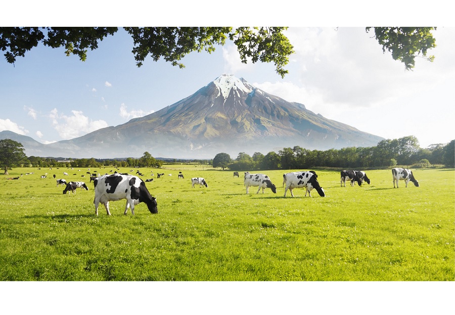 지상의 낙원 뉴질랜드, 초유 품질의 기준 되다