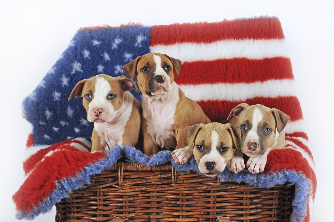 ‘펫’이 아닌 ‘패밀리’가 만든 소비 혁명