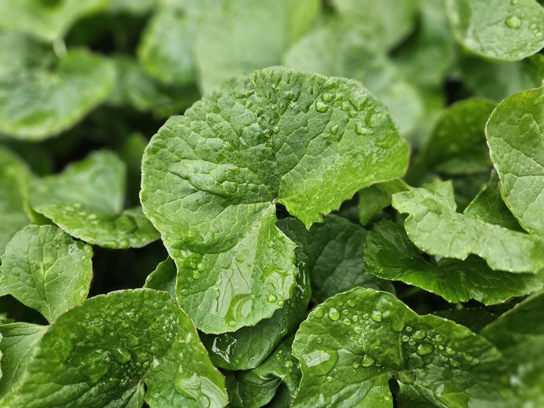 차세대 프로바이오틱스, 약용식물에서 답을 찾다