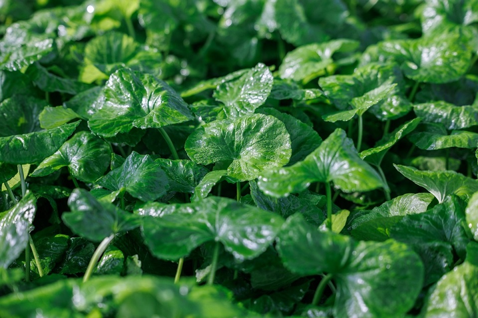 에스크랩스, “자이언트 병풀 비만 억제 효과” 논문