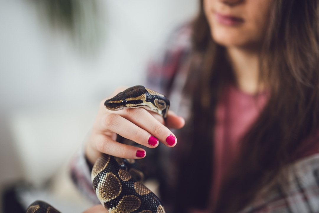 ‘비단뱀’ 혈액에서 찾은 ‘꿈의 다이어트 약’