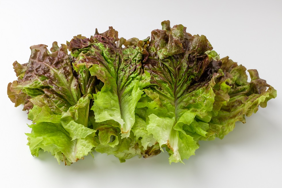 상추, 항염·항당뇨부터 신경 안정·디톡스까지